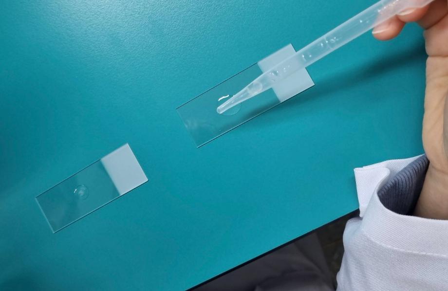 요침사표본제작