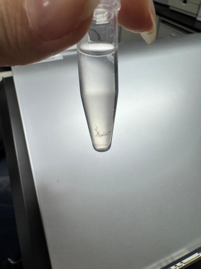 혈액으로부터 DNA추출