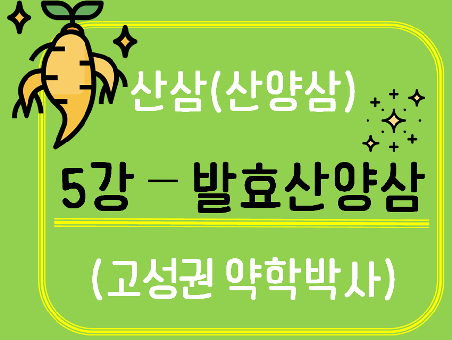 [생약알아보기] 산삼(산양삼)_5강 발효 산양삼 